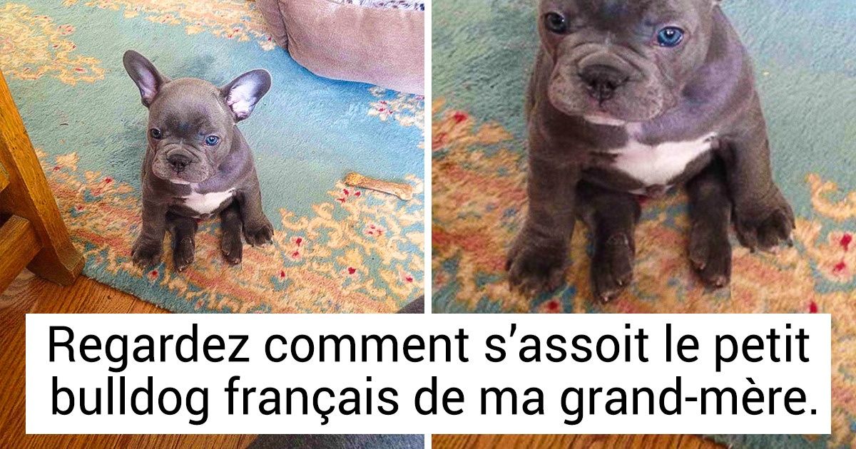 30 Photos qui prouvent que ta vie ne sera jamais triste si tu as un bulldog