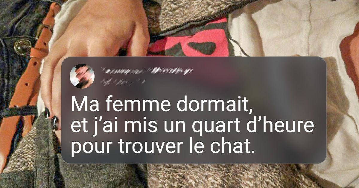 19 Animaux de compagnie qui gagneront toujours au jeu de cache-cache
