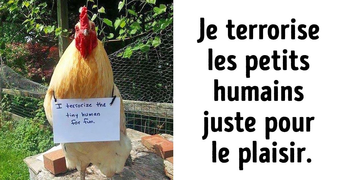 Ces 15 poules et poissons “confessent” leurs péchés sur les réseaux sociaux à l’aide de panneaux amusants