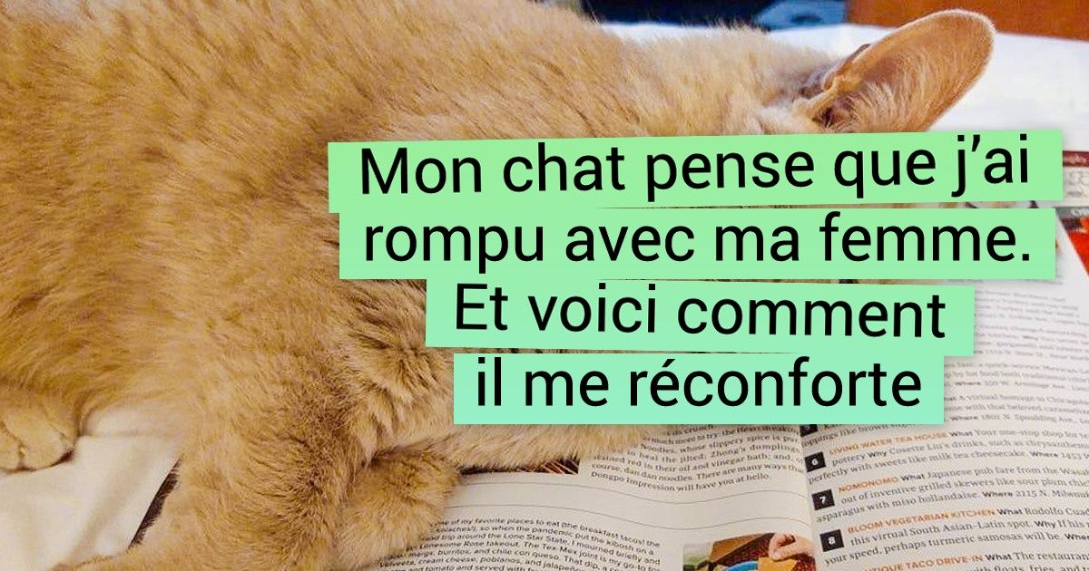 20+ Chats qui tentent de simplifier la vie de leurs maîtres à leur manière