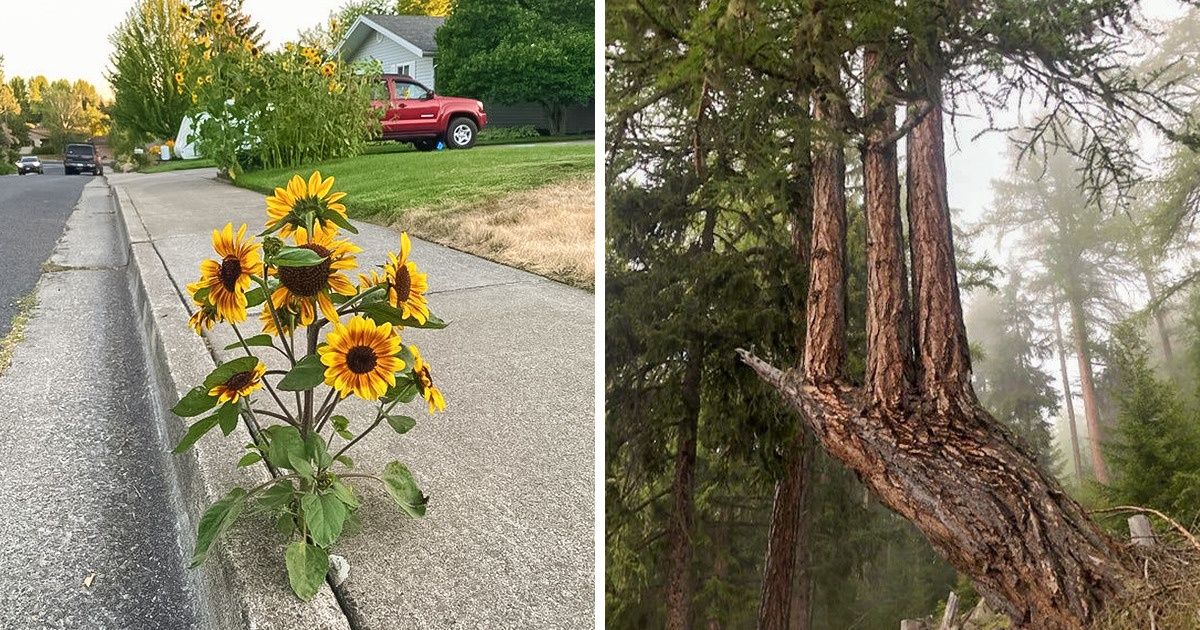 20 Photos qui témoignent de la volonté de vivre de Mère Nature