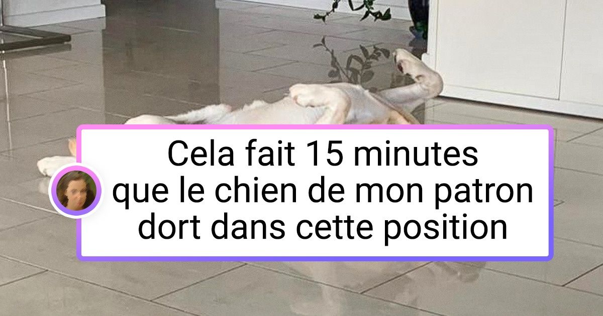 19 Chats et chiens qui sont totalement déjantés