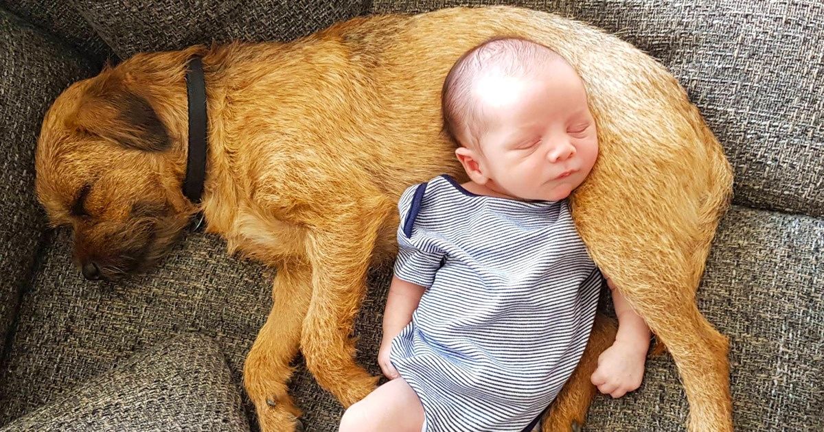 Selon les scientifiques, faire une sieste et “dormir comme un bébé” serait bon pour la mémoire Selon les scientifiques, faire une sieste et “dormir comme un bébé” serait bon pour la mémoire