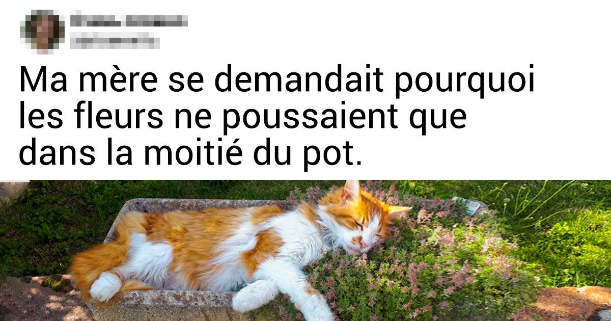 17 Chats qui pensent être les rois et les reines de l’univers, et nous n’osons même pas protester 17 Chats qui pensent être les rois et les reines de l’univers, et nous n’osons même pas protester