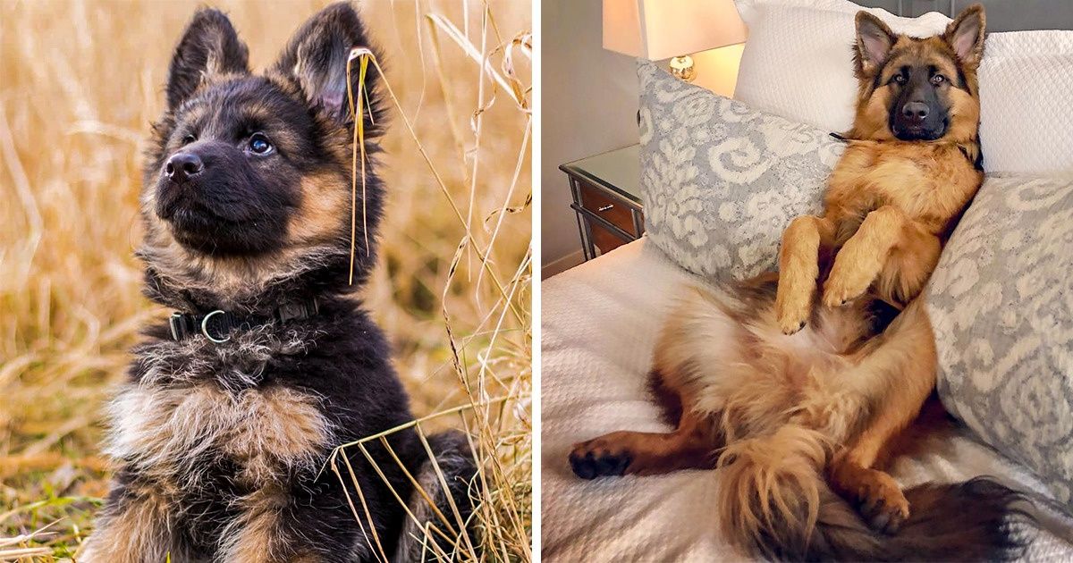 20+ Photos qui démontrent que la seule chose plus cool qu’un berger allemand, c’est un autre berger allemand