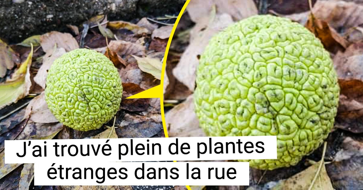 16 Photos qui montrent que la nature peut donner aux plantes un aspect bien différent