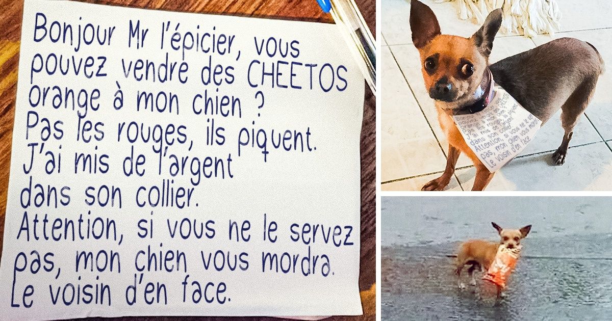 21 Chiens qui font des choses bizarres (même s’ils les font parfois mieux que les humains) / Sympa