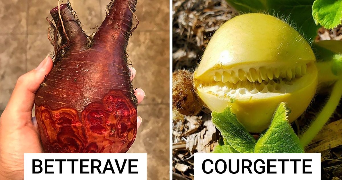21 Légumes avec lesquels la nature a prouvé qu’elle était une véritable source de créativité