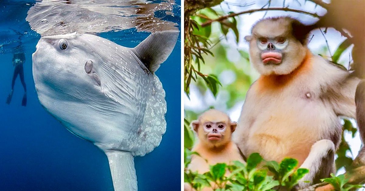 20 Drôles d’animaux qui pourraient bientôt disparaître
