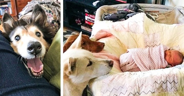 On dirait que ces 20 personnes et leurs animaux domestiques sont faites pour former une grande équipe