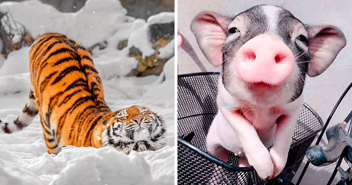 20 Animaux aussi photogéniques qu’un mannequin professionnel 20 Animaux aussi photogéniques qu’un mannequin professionnel
