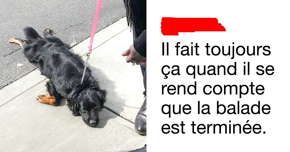 Ces 14 tweets amusants vont ravir les amoureux des chiens !