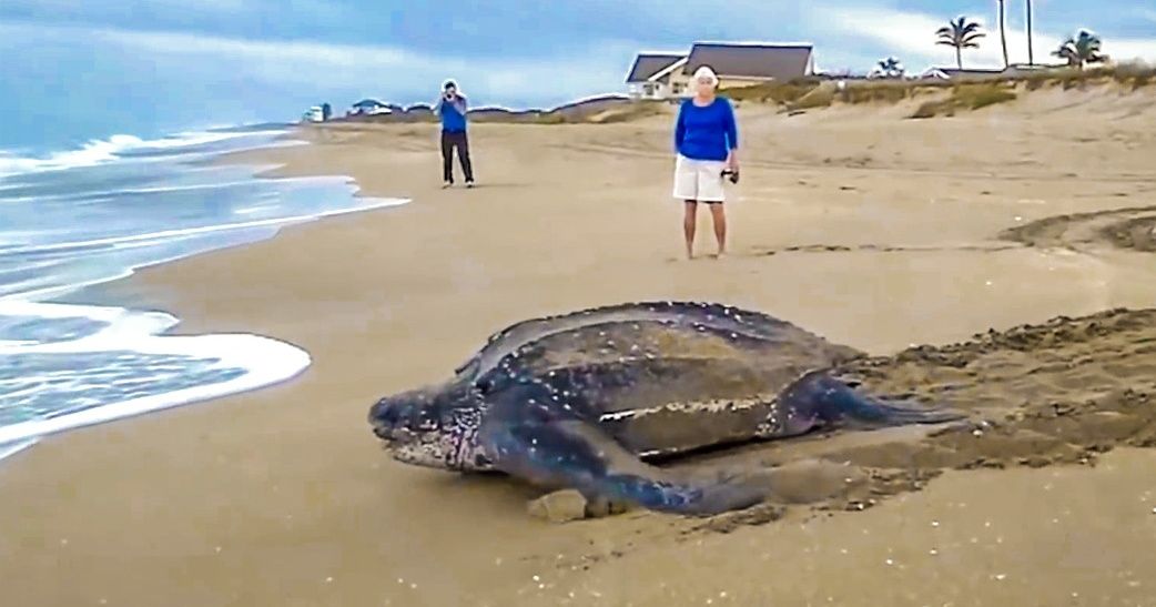 Voici 20 choses étranges qui ont été trouvées sur les plages