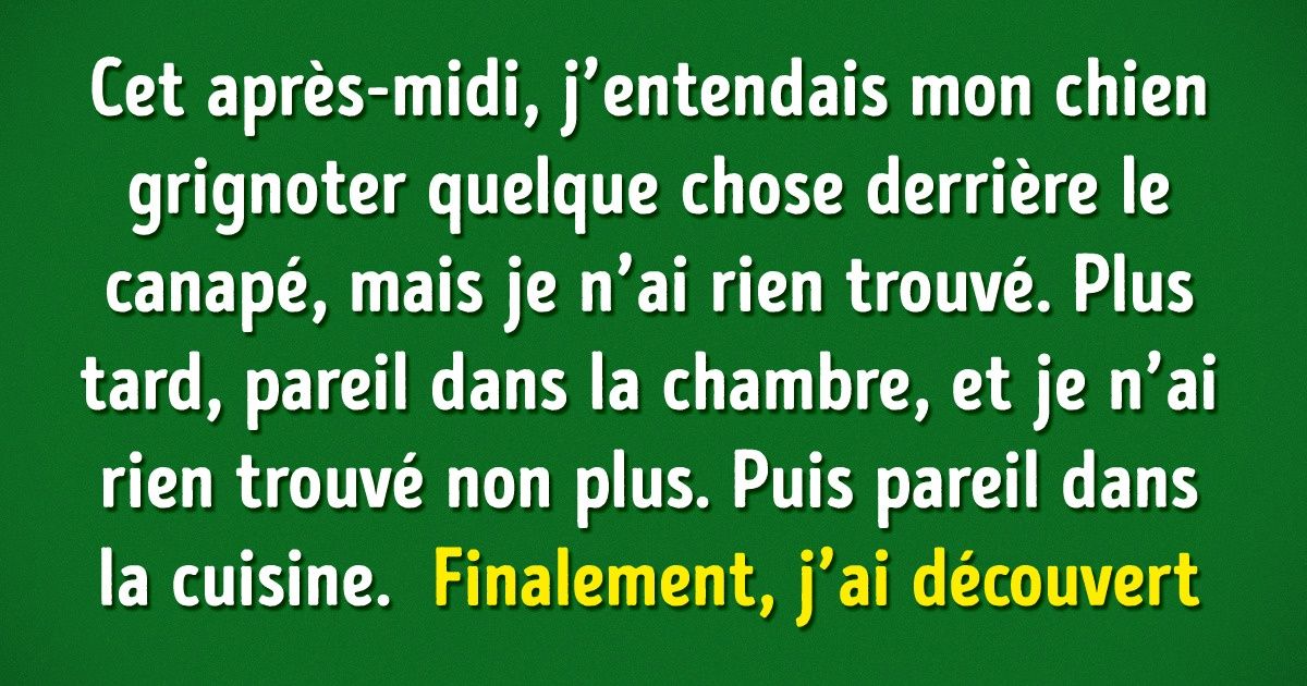 12 Histoires fabuleuses prouvant qu’il est absolument impossible de s’ennuyer avec des animaux de compagnie