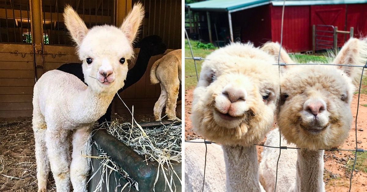 Ces photos prouvent que les alpagas sont le remède parfait après une mauvaise journée