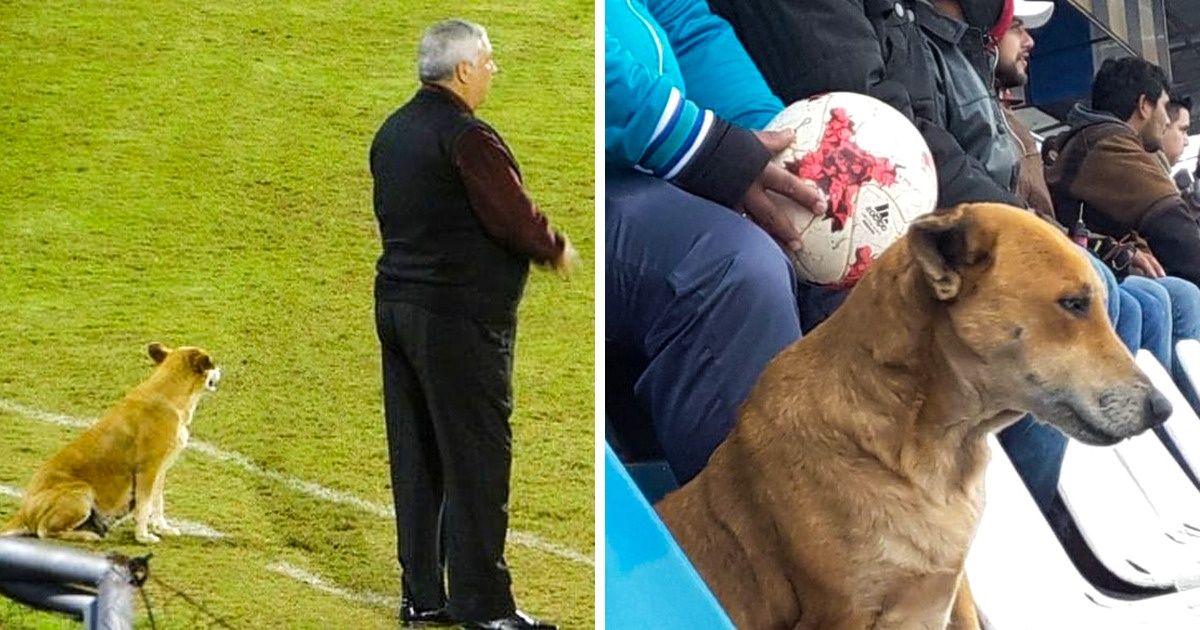 On peut voir un chien présent à chaque match d’un club de foot paraguayen et il y a une raison touchante à cela On peut voir un chien présent à chaque match d’un club de foot paraguayen et il y a une raison touchante à cela