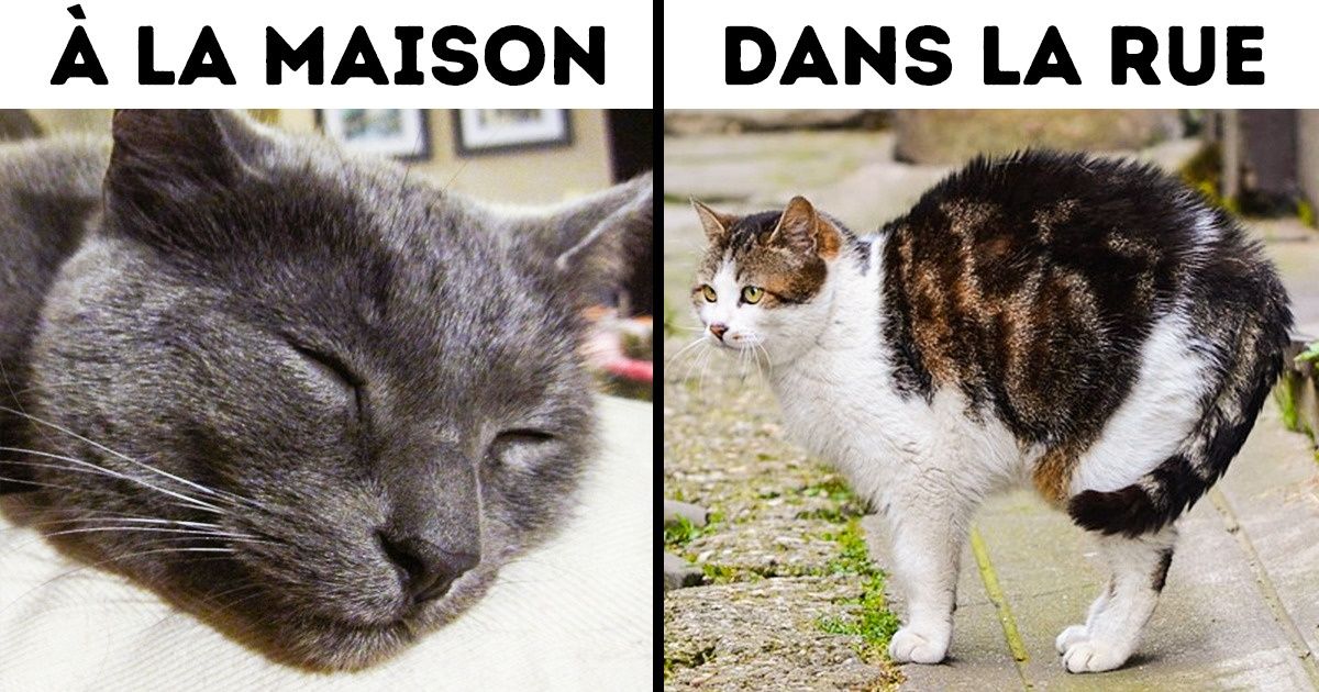 Selon une étude, voici ce que font les chats lorsqu’ils sortent dans la rue (tu sauras aussi quoi faire pour les garder en sécurité)