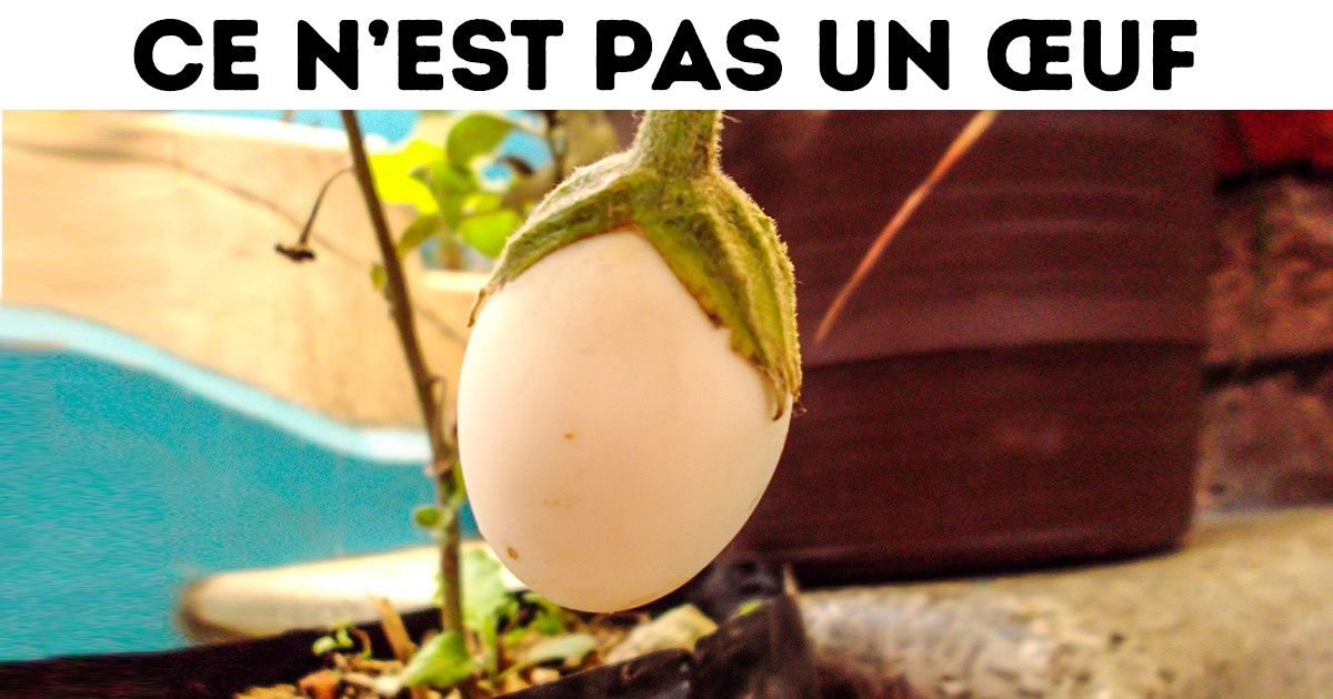 12 Fleurs qui ressemblent à tout sauf à des plantes