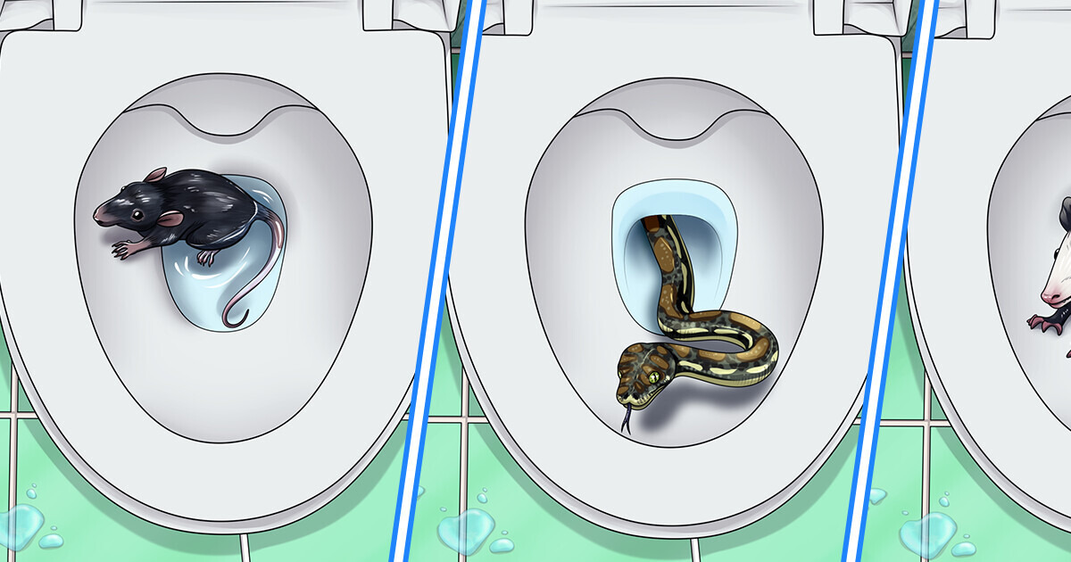 7 Créatures qui peuvent ramper dans tes toilettes et comment les prévenir 7 Créatures qui peuvent ramper dans tes toilettes et comment les prévenir