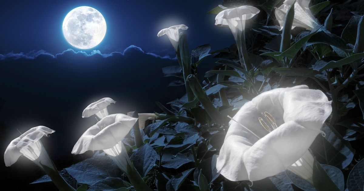 Transforme ton jardin en conte de fées avec ces 20 fleurs qui s’ouvrent la nuit Transforme ton jardin en conte de fées avec ces 20 fleurs qui s’ouvrent la nuit