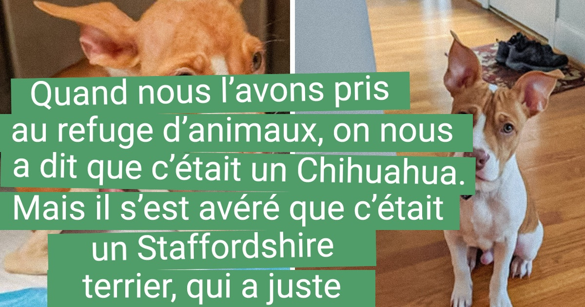 20+ Personnes qui n’ont pas pu laisser des animaux errants en détresse et leur ont offert une nouvelle vie