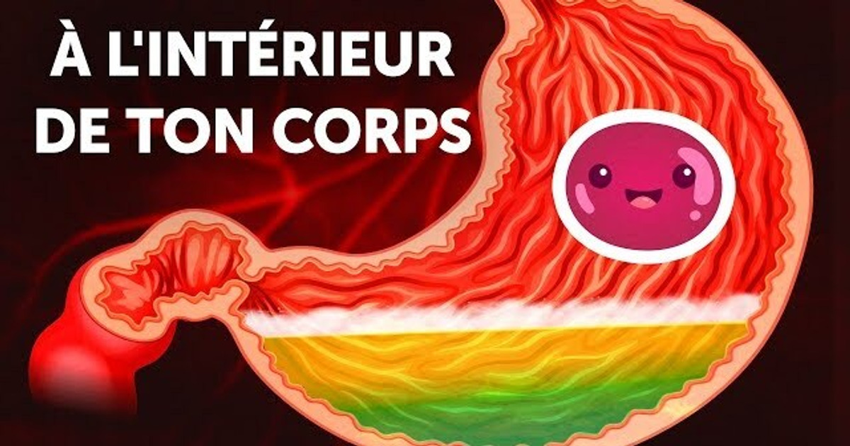 Un Voyage à l’Intérieur de ton Corps Un Voyage à l’Intérieur de ton Corps