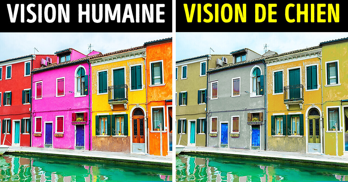 Les chiens ne sont pas daltoniens, et tous ne détestent pas les facteurs