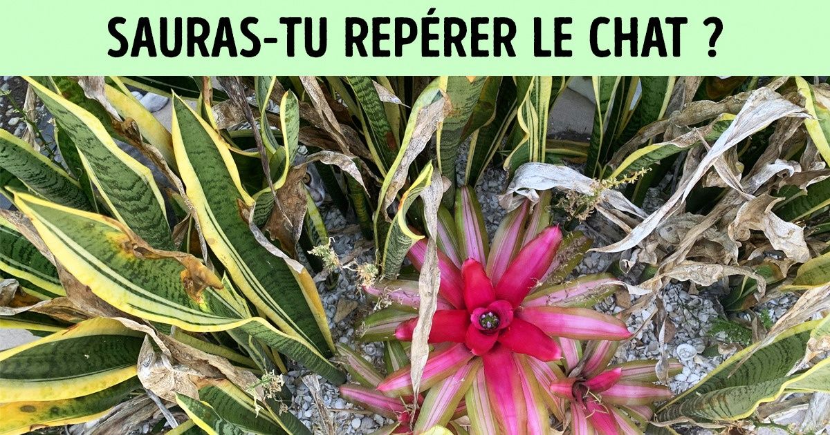 20 Photos de chats experts en camouflage pour exercer ton sens de l’observation