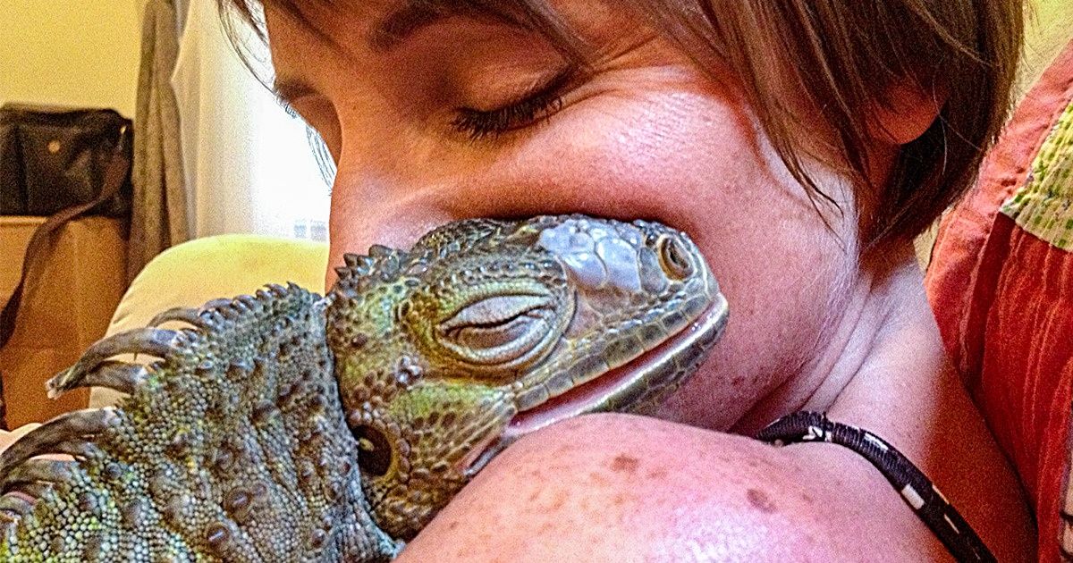 11 Animaux qui peuvent s’adapter à de petits appartements et se domestiquer pour le bonheur de tous 11 Animaux qui peuvent s’adapter à de petits appartements et se domestiquer pour le bonheur de tous