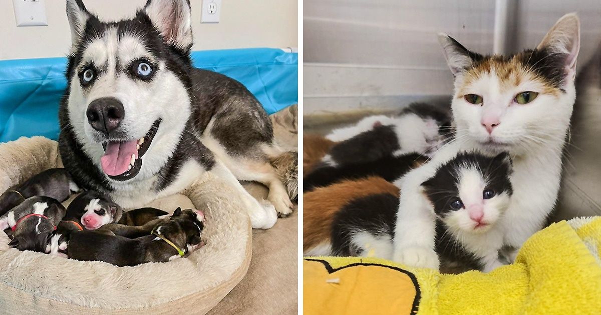 19 Photos qui nous montrent la beauté de la maternité dans le règne animal