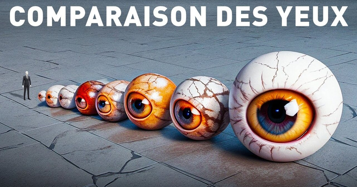 Taille, forme, fonction : les yeux les plus étranges du règne animal Taille, forme, fonction : les yeux les plus étranges du règne animal
