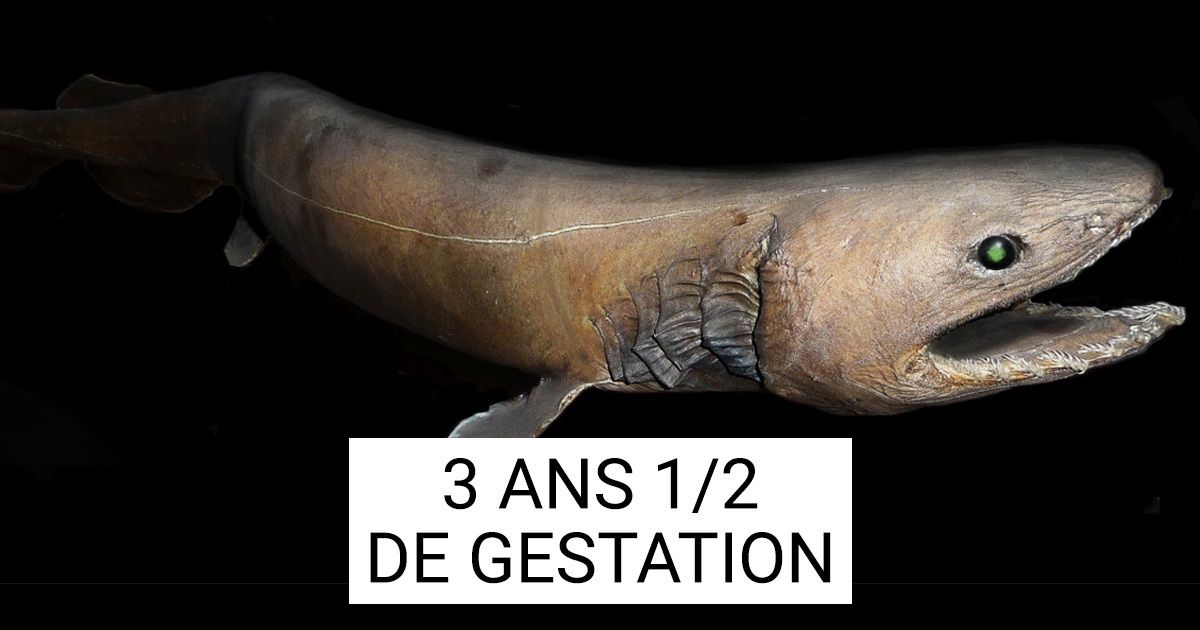 10 Animaux dont la gestation et la naissance sont tout simplement extraordinaires