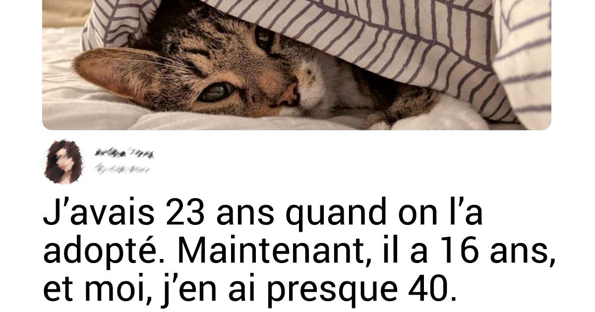 20+ Photos touchantes d’animaux d’âge avancé