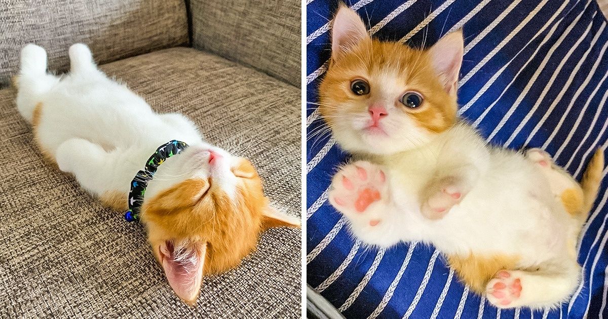 15 Photos qui prouvent que notre vie serait ennuyeuse sans les chats