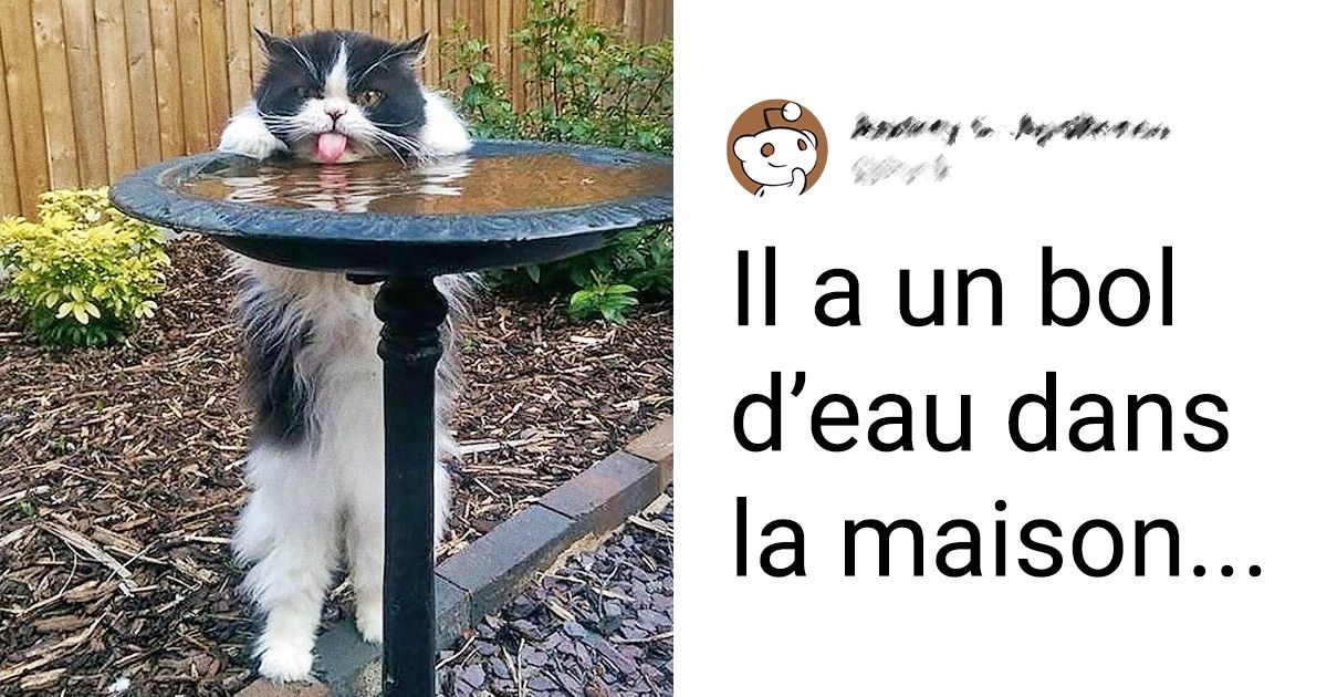 21 Chats capables de se mettre sur leurs deux pattes arrière (quand cela leur convient)