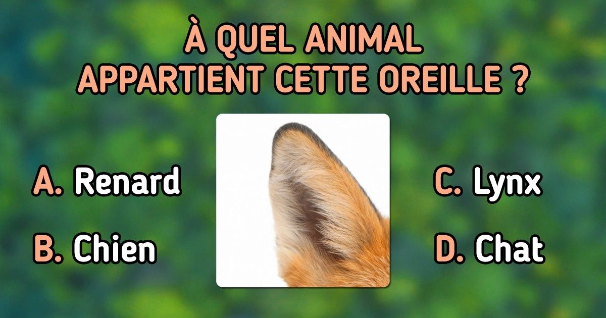 Test : Découvre les animaux qui se cachent derrière les silhouettes