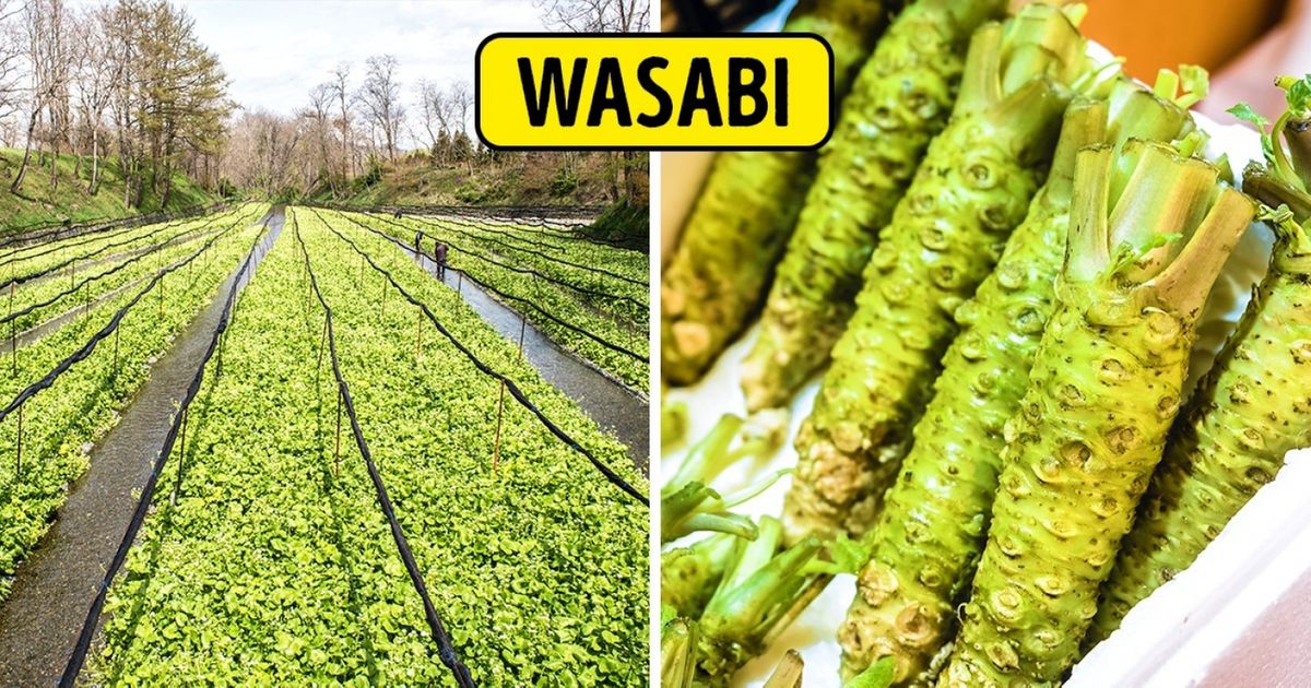 Tu n’avais sûrement pas imaginé que ces 12 aliments poussaient comme ça