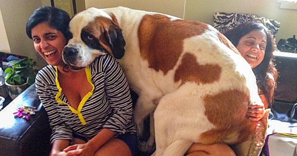 10 races de chiens pour tous ceux qui ont toujours rêvé d’avoir un ours à la maison !