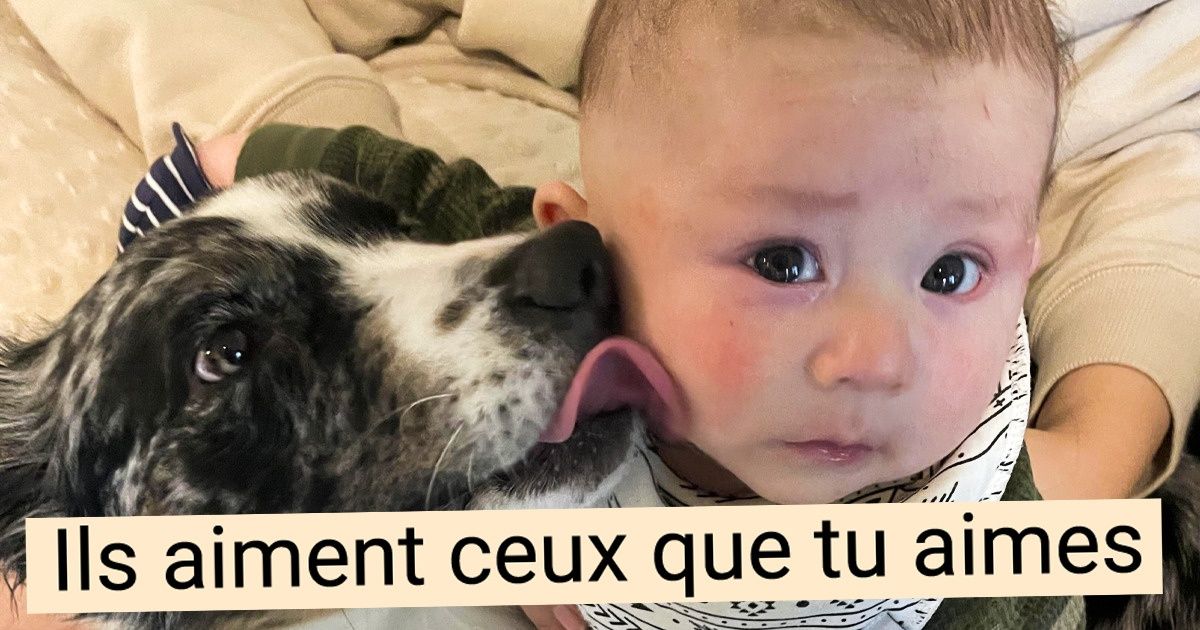 10 Choses que les chiens peuvent savoir sur nous et qui prouvent qu’il ne faut jamais les sous-estimer