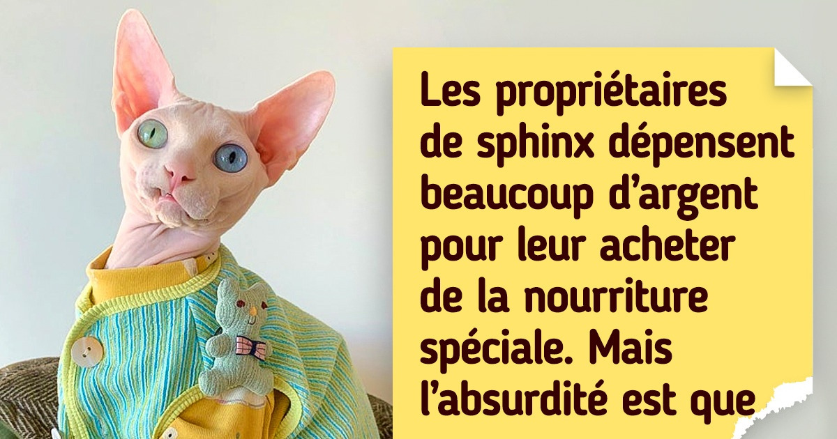 Voici pourquoi les sphinx n’ont pas de poils et ont des fans dans le monde entier