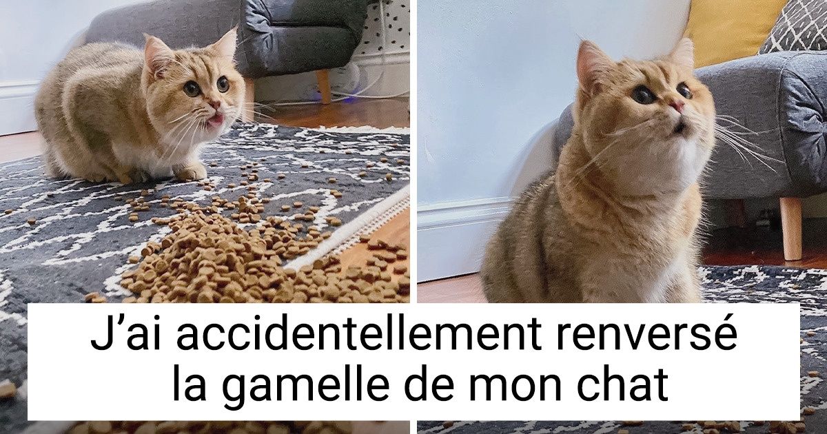 20 Accidents trop mignons vécus par des animaux qui valaient bien la peine d’être pris en photo