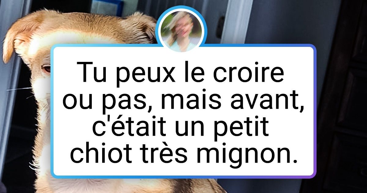 19 Personnes qui ont adopté un animal de compagnie tout à fait ordinaire, et puis quelque chose a déraillé par la suite