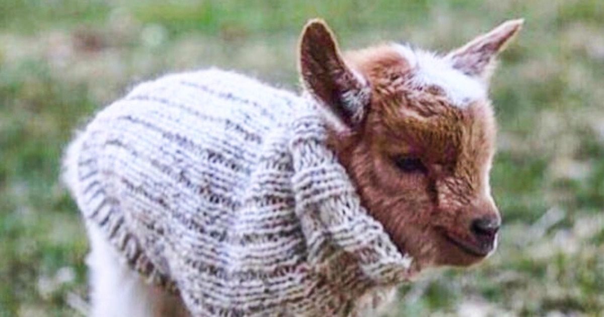 Dans une ferme américaine, on met un chandail aux chevreaux pour éviter qu’ils n’attrapent froid
