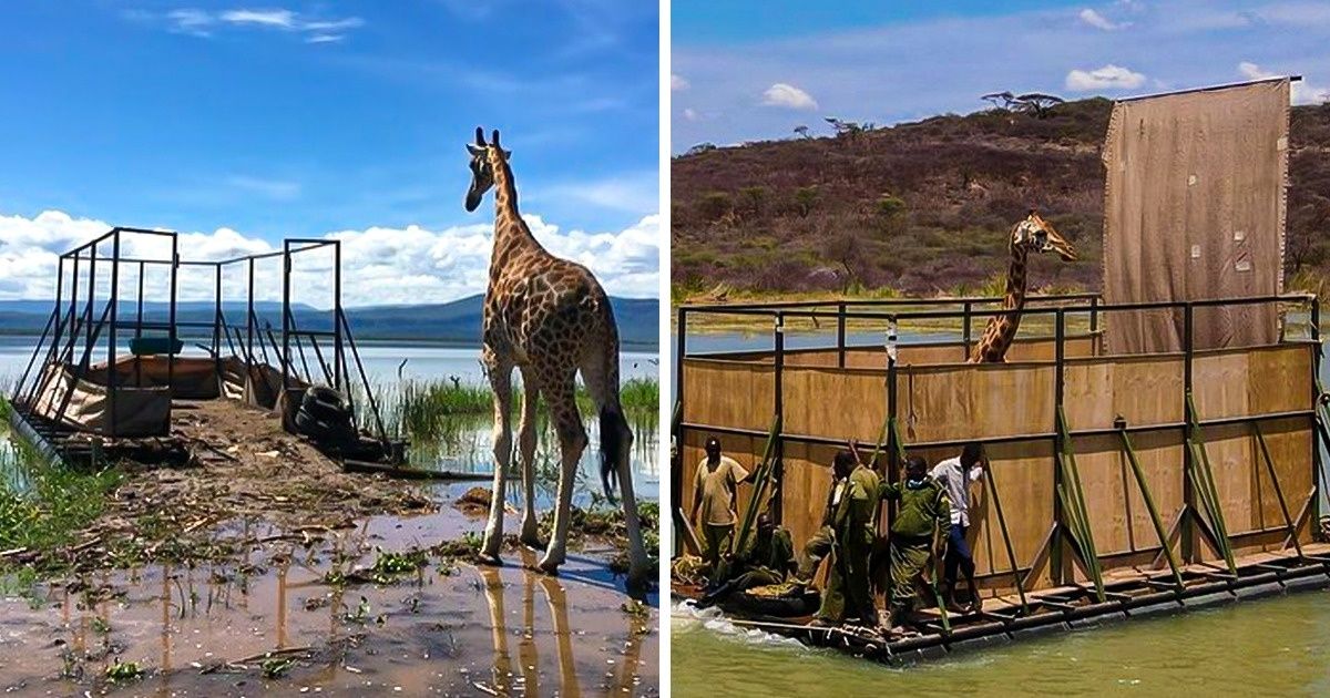 9 Girafes menacées d’extinction ont été sauvées d’une île recouverte par les eaux 9 Girafes menacées d’extinction ont été sauvées d’une île recouverte par les eaux