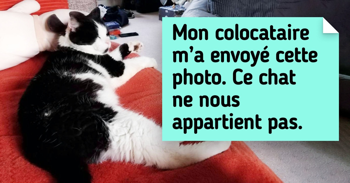 22 Chats qui entrent dans des maisons étrangères et se comportent comme s’ils étaient chez eux