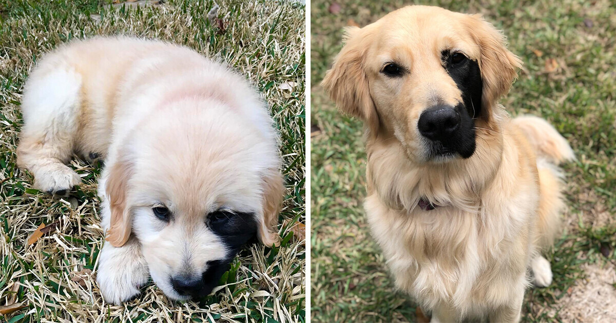 L’incroyable histoire d’Enzo, le golden retriever pas comme les autres