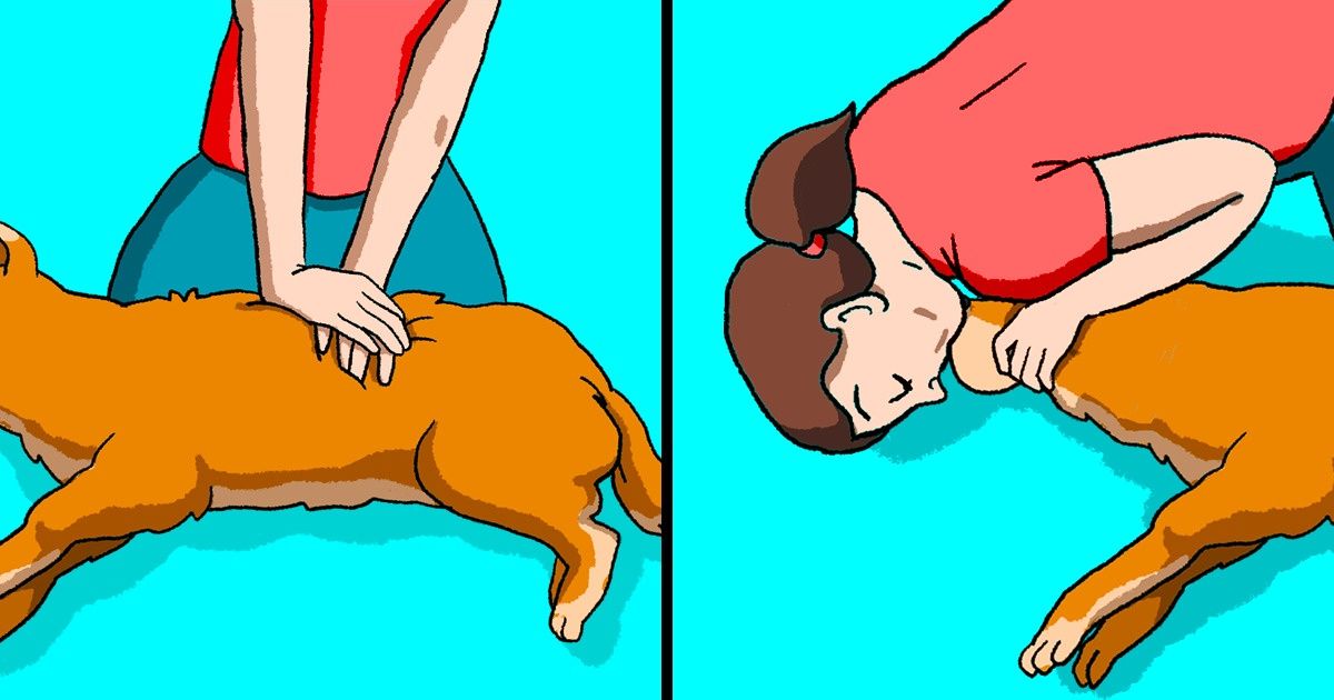 Ces règles de premiers secours t’aideront à sauver la vie de ton animal de compagnie