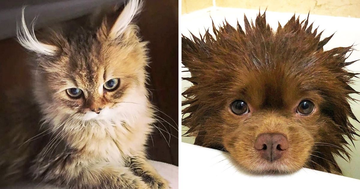 23 Magnifiques animaux de compagnie croisés qui sont de vrais joyaux de la nature