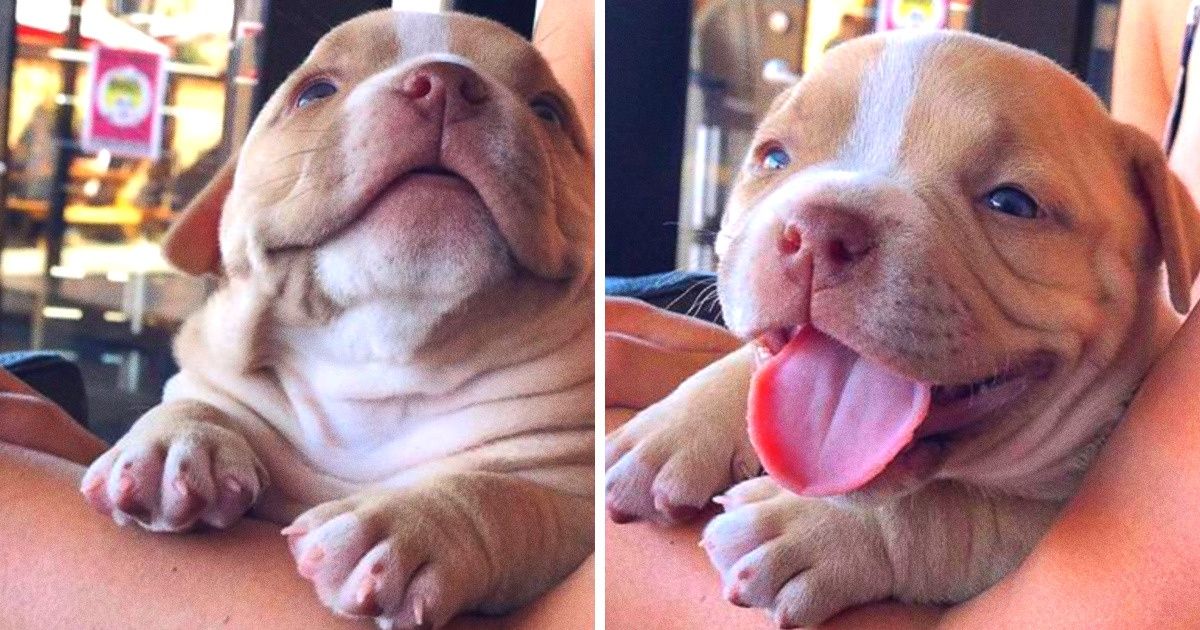 10 Animaux qui ont donné une bonne raison à leurs maîtres de se lever chaque matin