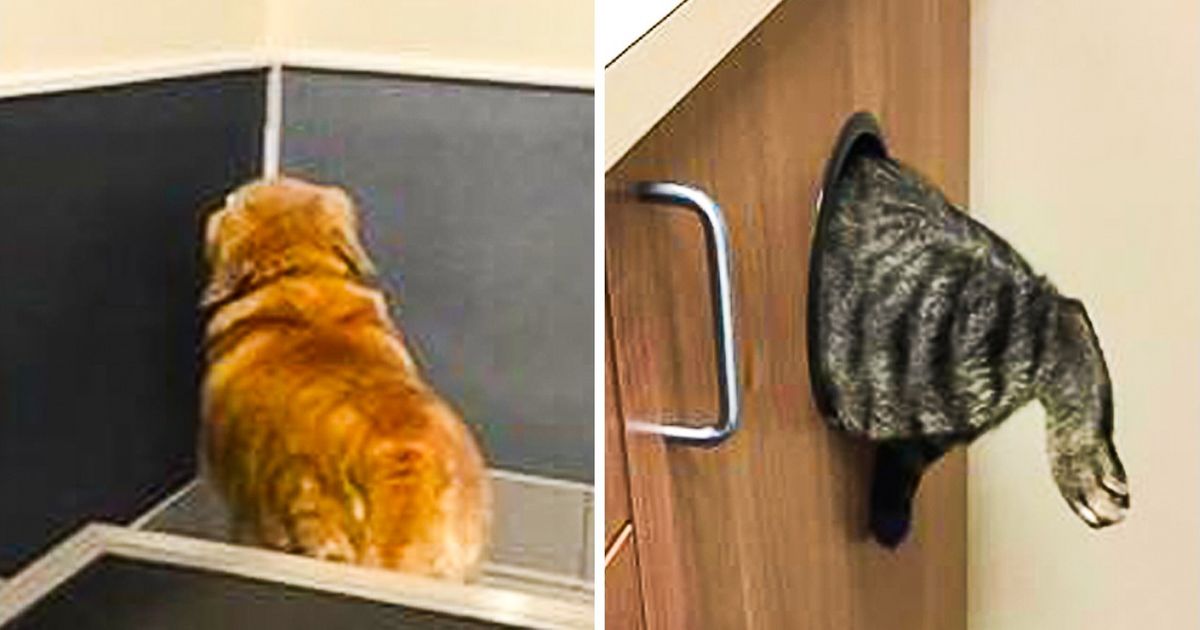 Ces 27 animaux ne veulent vraiment pas aller chez le vétérinaire